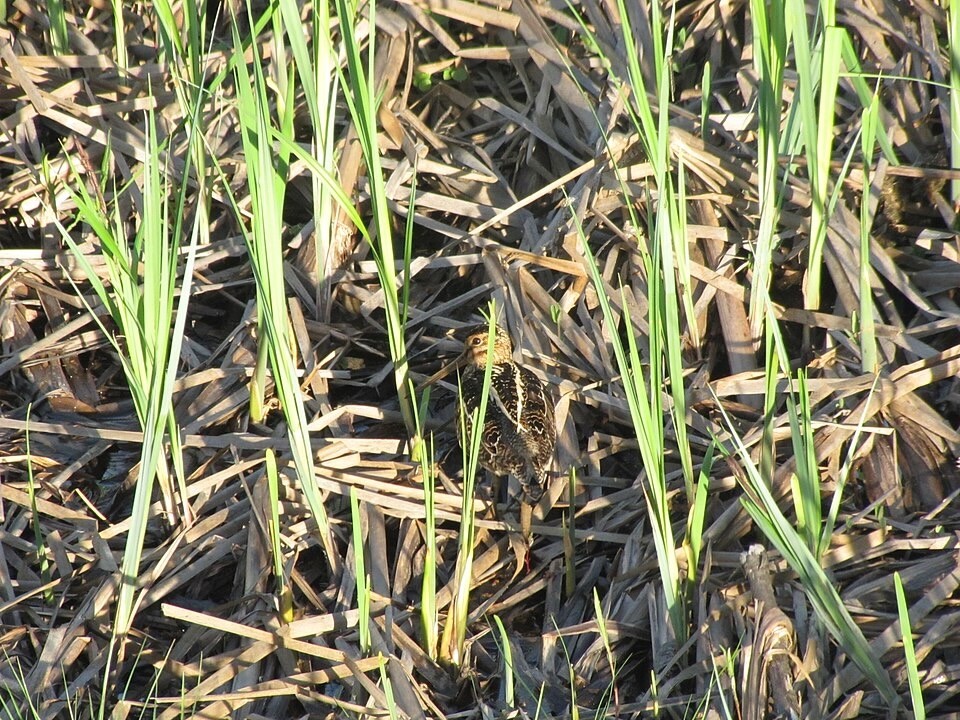 Here Snipey, Snipey, Snipe (15867835702).jpg by April Payne/USFWS Midwest is available through Publc Domain